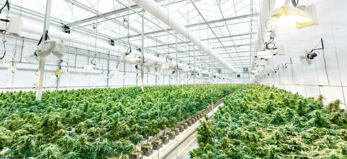 The Canadian cannabis industry’s new era of compliance